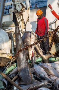 Ein perfekter Planet – Die Crew der "Sea Shepherd" kontrolliert gemeinsam mit dem gabunischen Militär illegale Fischereiaktivitäten vor der Küste des Landes.