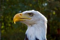 Wilde Inseln – Als Wappentier der USA ist der Weißkopfseeadler der wohl bekannteste Vogel Nordamerikas.