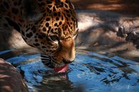 Wildes Mexiko – Der Jaguar ist das größte Land-Raubtier in Mexiko.