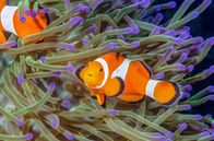 Von Freunden und Feinden – Clownfisch und Seeanemone: ein Paradebeispiel einer symbiotischen Beziehung, in welcher beide Seiten voneinander profitieren.