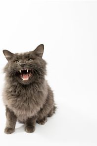 Der Katzenflüsterer – Do, 13.08., 06:00 Uhr