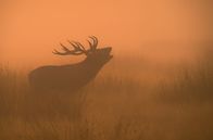 Irlands wilde Inseln – Uralte Blutlinie: Bereits vor 5.000 Jahren konnte das Röhren der Rothirsche in den Weiten Irlands gehört werden.