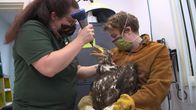 Alaskas Wildtier-Retter – Alaska Raptor Center staff Kara deShazo and Hannah Blanke prep bald eagle Mystique for his release. (National Geographic)
