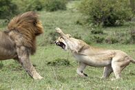 Animal Fight Club – Lions play-fighting in Africa. Lions are the largest predators in Africa.