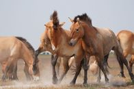 Terra Mater – Wildpferde in der Puszta