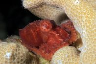 Expeditionen: Helden der Evolution – Wolfi Octopus in gelber Koralle.