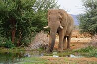 Abenteuer Namibia – KAZA - die Kavango-Zambezi Transfrontier Conservation Area - ist der letzte große Zufluchtsort für Elefanten. Über 280 000 Dickhäuter leben hier.; PHOENIX ABENTEUER NAMIBIA Uhr. KAZA - die Kavango-Zambezi Transfrontier Conservation Area - ist der letzte große Zufluchtsort für Elefanten. Über 280 000 Dickhäuter leben hier.