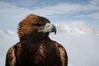 Feindselige Erde – Dolomiten, Italien - Ein Steinadler.
