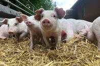 Re: – Ein Leben eines Mastschweins dauert fünf Monate. Diese fünf Monate aber will die Landwirtin Mörixmann so tierfreundlich wie nur möglich gestalten.