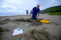 Tatort Strand – Costa Rica - Biologist Luis Fonseca surveying a sea turtle nest.