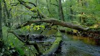 Unsere Wälder – Arnsberger Wald.