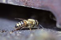 GEO Reportage – Apis mellifera carnica, die Krainer Biene, ist der Stolz slowenischer Imker. Ihr Ursprung liegt in dem kleinen Alpenland.