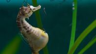 Big Pacific – Bei den Seepferdchen übernehmen die Männchen die Schwangerschaft.