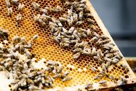 Hoagascht – Eine gezeichnete Bienenkönigin zwischen Bienen auf einer Bienenwabe
