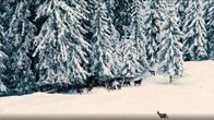 Im Bergdorf Mitteregg – Rehe im verschneiten Wald.
