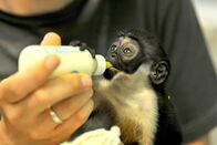 Zoo-Babies – Mo, 03.11., 12:20 Uhr