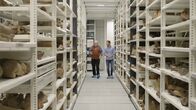 Terra X: Europa in ... – Wilfried Rosendahl (l.) und Mirko Drotschmann (r.) im Depot der Reiss-Engelhorn-Meseen Mannheim mit über zwanzigtausend Fossilien vom Oberrhein: darunter Funde von Nashörnern, Elefanten, Löwen, Hyänen und Büffeln.