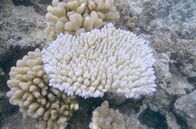 Die Rettung der Korallen – Korallen leben in einer Symbiose mit Mikroalgen, die ihnen ihre bunte Farbpracht verleihen. Doch durch die stetig ansteigende Temperatur der Meere stoßen Korallen ihre Symbionten ab, bleichen aus und sterben.