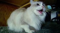 Der Katzenflüsterer – Symone the cat.