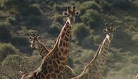 Am Kap der wilden Tiere – Giraffen schauen beim Transport zu.