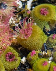 Tierische Freaks – On the Californian Coast, aggregating anemones are in a clone war for domination of a boulder.