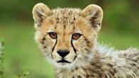 Terra X: Serengeti – Geparde sind gut an den dunklen Linien zu erkennen, die von den Augen zu den Mundwinkeln verlaufen.