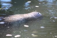 Zoogeflüster – Manatees enjoying the warm water near the power station. (National Geographic/Brianne MacNeil)