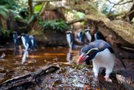 Wildes Neuseeland – Snarespinguine haben auf Snares Island im Süden Neuseelands mit ihren kleinen Füßen ein Labyrinth aus Wegen in den Wald getreten. Über Stock und Stein legen sie alljährlich bis zu einen Kilometer Strecke zurück, um zu ihrer Brutkolonie im Wald zu gelangen.