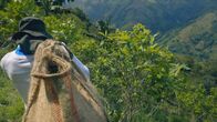 Narco Wars - Der Kampf gegen Drogen – A worker carrying a sack of leaves. (National Geographic/Will West)
