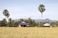 Stadt Land Kunst – Kambodscha hat eine sehr erdverbundene und ernteorientierte Kultur. Auch heute noch ist die Landwirtschaft eine der Säulen der kambodschanischen Wirtschaft.