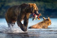 Ein perfekter Planet – Wenn die Lachse im Kurillensee abgelaicht haben, sind sie eine leichte Beute für den Kamtschatka Grizzly.