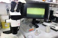 X:enius – Anhand von Fadenwürmern wird am Max-Planck-Institut für Biologie des Alterns in Köln erforscht, welche Gene die Zellen altern lassen, wie sich Fasten auf die Lebenserwartung auswirkt und was neue Anti-Aging-Medikamente bewirken können.