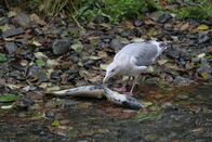Geheimakte Wildnis – Victoria, Vancouver Island, British Columbia, Canada - Gull feeding on dead salmon in river after spawning.