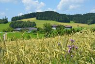 Hoagascht – Bauernhaus und Getreidefeld im Mühlviertel, Österreich, Europa