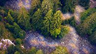 Unsere Wälder – Unterirdisches Kommunikationsnetzwerk des deutschen Waldes