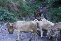 Heimatleuchten – Alpenabtrieb mit Kühen