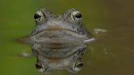 Unsere Wälder – Wälder mit hohem Grundwasserstand sind der bevorzugte Lebensraum des Moorfroschs.