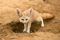 Helden der Evolution – Fennek oder Wüstenfuchs.