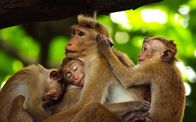 Wilde Tierbabys – Für die gegenseitige Körperpflege nehmen sich die Makakenäffchen besonders viel Zeit