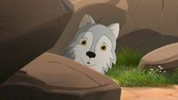 Lassie – Zoe hat einen kleinen Wolf entdeckt, der ganz alleine zu sein scheint.