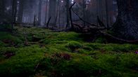 Unsere Wälder – Luft- und Wasserfilter Moos.