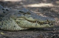 Waffen der Tiere – Salzwasserkrokodile sind gefährliche Jäger. Sie können bis zu einer Stunde unter Wasser auf Beute warten.