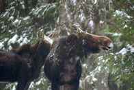 Tierisch alt! – Wenn sich der Elch keinen ausreichenden Fettvorrat angefressen hat, überlebt er den Winter nicht.