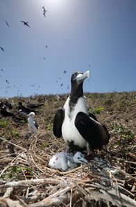 Costa Rica - Das Jaguar-Paradies – Fregattvögel profitieren von den Oliv-Bastardschildkröten: Nachdem deren Nachwuchs geschlüpft ist, landen viele junge Schildkröten in den Mägen der Vögel.