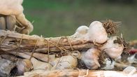 Grüße aus der Küche – Weingartenknoblauch aus dem Burgenland.