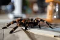 Zombies der Tierwelt – Brachypelma hamorii