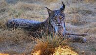 Wilde Helden – Iberischer Luchs