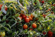 P.M. Wissen – Freilandtomaten - die alten Paradeiser wachsen auf diesen Feldern natürlich: kein Gewächshaus, kein Hochbinden. Eine Strohschicht schützt die Früchte am Boden.