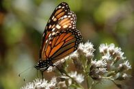 Wildes Mexiko – A monarch butterfly feeding on a flower in Mexico.