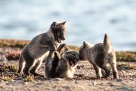 Wildes Kanada – Spielende Polarfuchsjunge, Karrak See